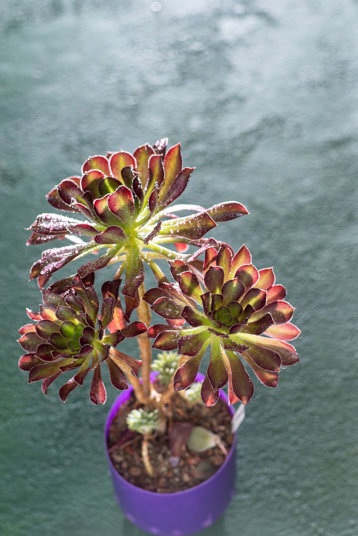 Aeonium arboreum